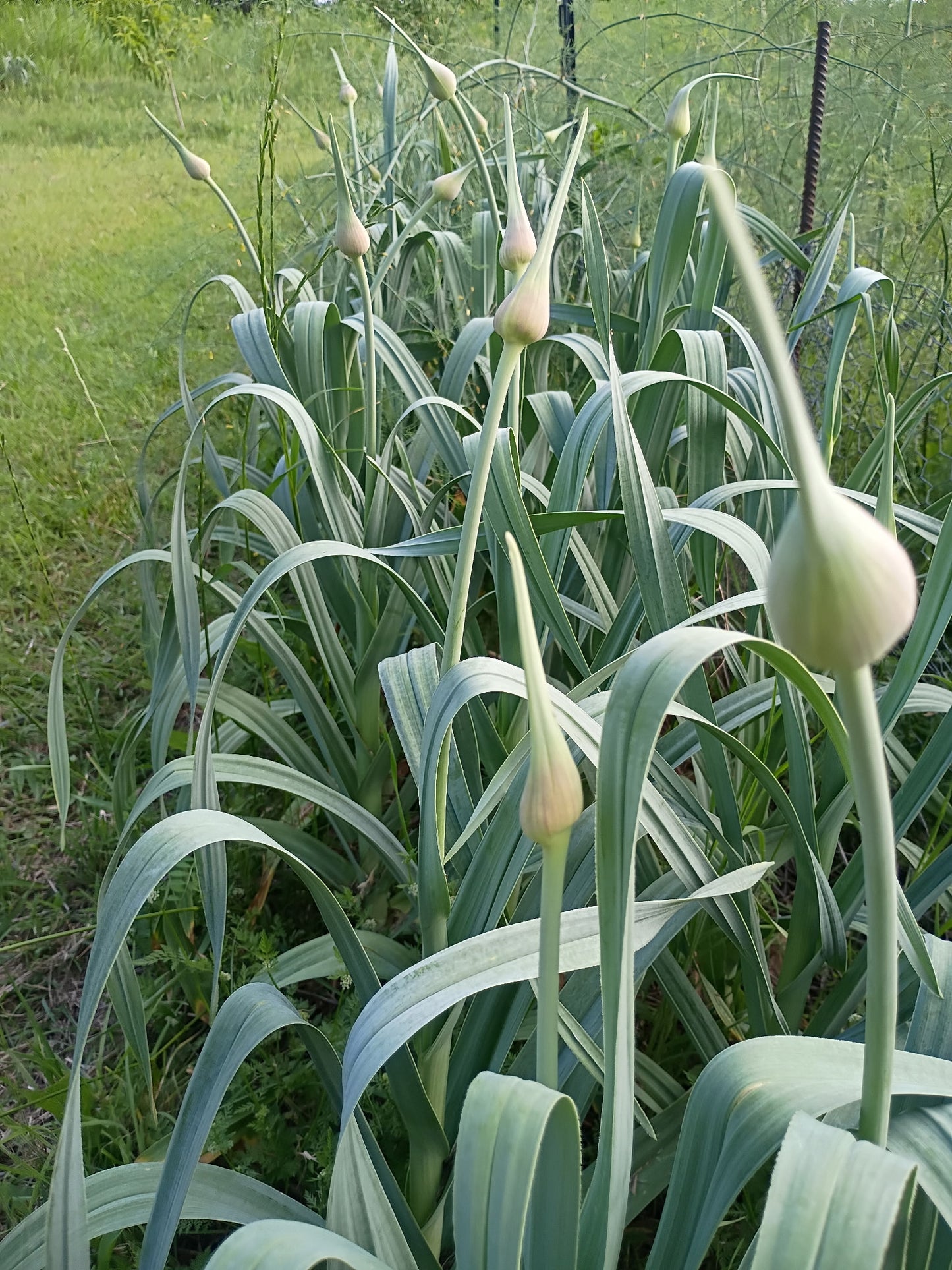 Elephant Garlic, Naturally Grown