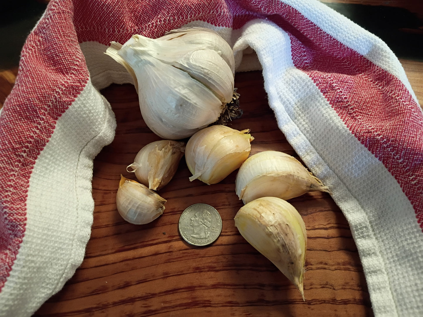 Elephant Garlic, Naturally Grown