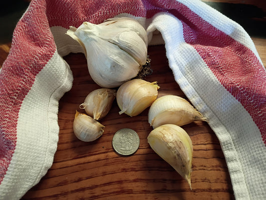 Elephant Garlic, Naturally Grown