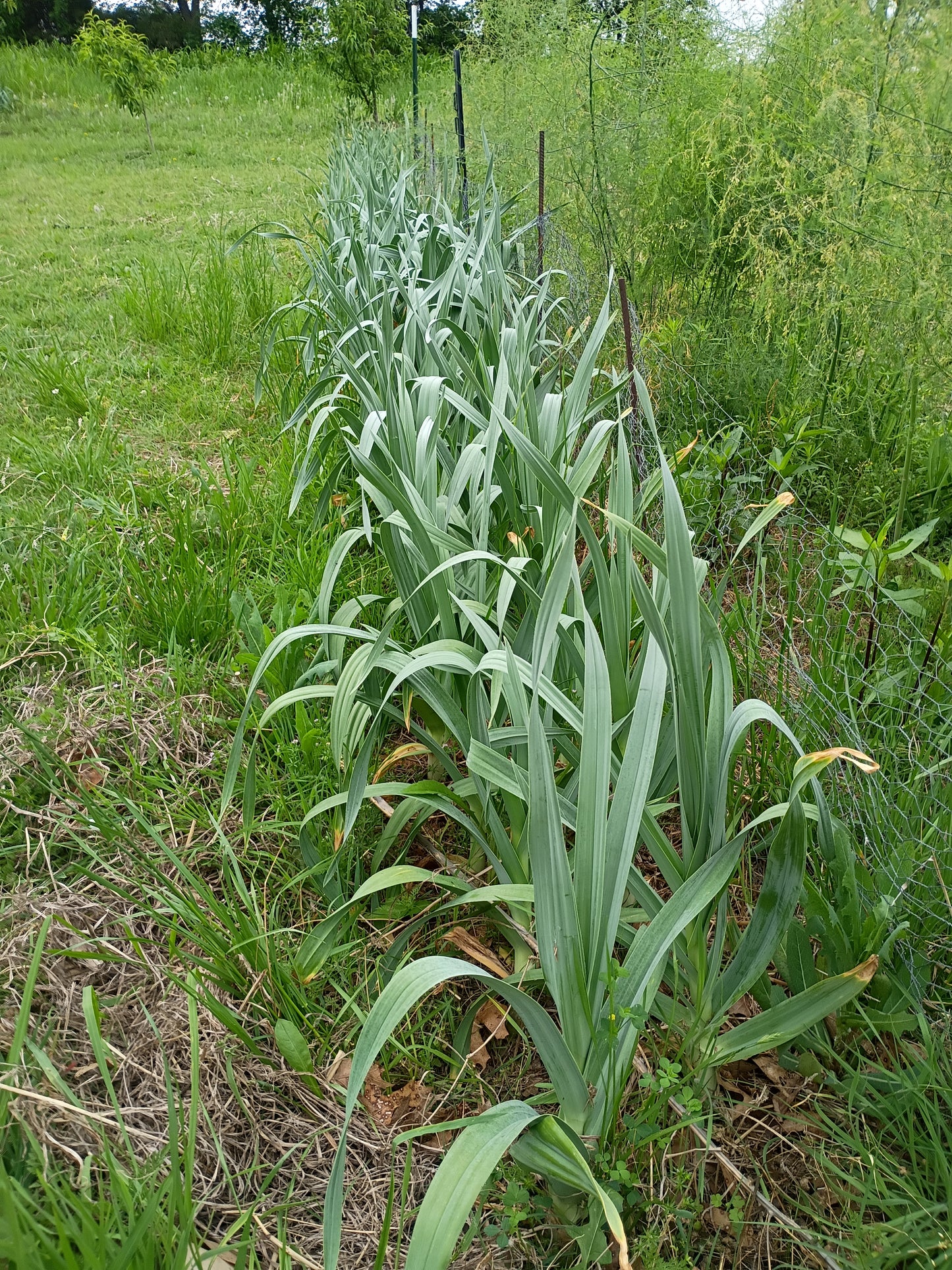 Elephant Garlic, Naturally Grown